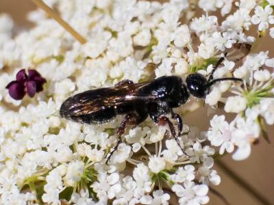  Tiphia femorata Fabricius, 1775