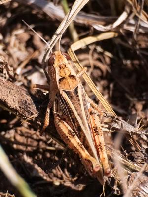 Caloptène ochracé, Criquet de Barbarie Calliptamus barbarus (O.G. Costa, 1836)