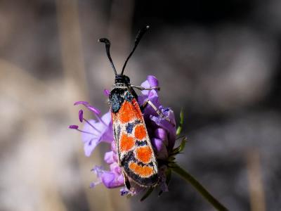Zygène du Sainfoin (La),Zygène de la Carniole (La) Zygaena carniolica (Scopoli, 1763)