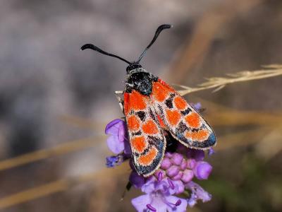 Zygène du Sainfoin (La),Zygène de la Carniole (La) Zygaena carniolica (Scopoli, 1763)
