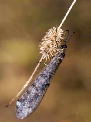  Myrmeleontidae Latreille, 1802