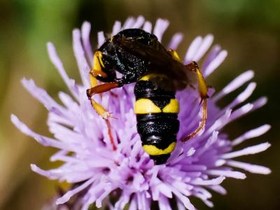  Cerceris rybyensis (Linnaeus, 1771)