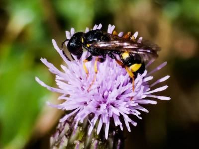  Cerceris rybyensis (Linnaeus, 1771)