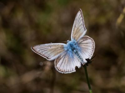 Sablé de la Luzerne (Le), Argus bleu clair (L') Polyommatus dolus (Hübner, 1823)