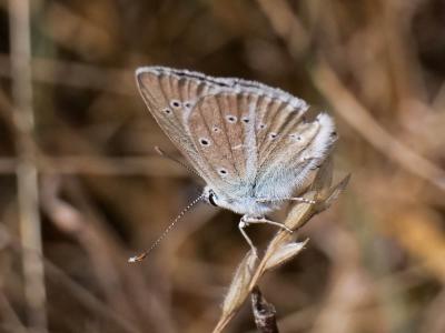 Sablé de la Luzerne (Le), Argus bleu clair (L') Polyommatus dolus (Hübner, 1823)