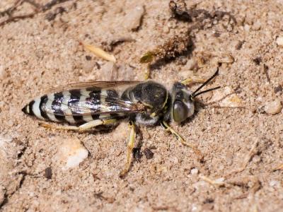  Bembix oculata oculata Panzer, 1801