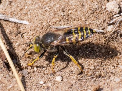  Bembix rostrata (Linnaeus, 1758)