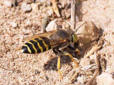  Bembix rostrata (Linnaeus, 1758)