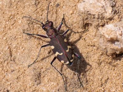 Cicindèle hybride Cicindela hybrida Linnaeus, 1758