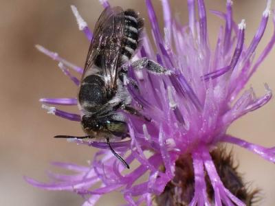  Megachile apicalis Spinola, 1808