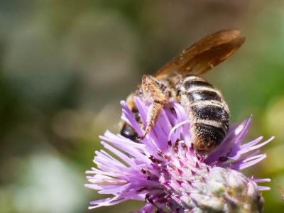  Halictidae Thomson, 1869