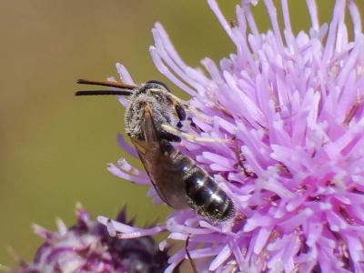  Lasioglossum Curtis, 1833