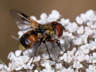  Phasianellidae Swainson, 1840