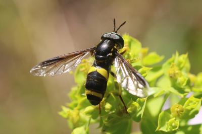  Chrysotoxum bicinctum (Linnaeus, 1758)