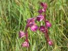  Anacamptis laxiflora x Serapias vomeracea 