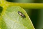  Agrilus derasofasciatus Lacordaire, 1835