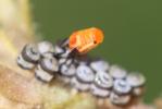  Eurydema Laporte, 1833