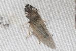  Eupelix cuspidata (Fabricius, 1775)
