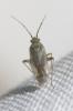  Placochilus seladonicus (Fallén, 1807)