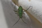  Oncotylus viridiflavus (Goeze, 1778)