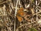 Mélitée du Mélampyre (La), Damier Athalie (Le) Melitaea athalia (Rottemburg, 1775)