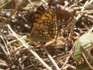 Mélitée du Mélampyre (La), Damier Athalie (Le) Melitaea athalia (Rottemburg, 1775)