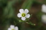 Oxalis en corymbe, Oxalis chétif Oxalis debilis Kunth, 1822