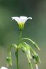 Oxalis en corymbe, Oxalis chétif Oxalis debilis Kunth, 1822