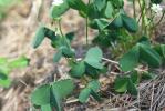 Oxalis en corymbe, Oxalis chétif Oxalis debilis Kunth, 1822