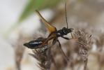  Oedemera simplex (Linnaeus, 1767)