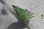  Dictyophara 