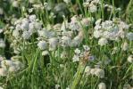 Oenanthe fistuleuse Oenanthe fistulosa L., 1753