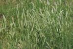 Alpiste bleuâtre Phalaris coerulescens Desf., 1798