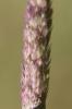 Alpiste bleuâtre Phalaris coerulescens Desf., 1798
