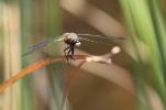 Libellule quadrimaculée (La), Libellule à quatre t Libellula quadrimaculata Linnaeus, 1758