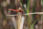 Crocothémis écarlate (Le) Crocothemis erythraea (Brullé, 1832)