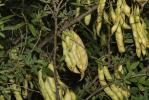 Anagyre fétide, Bois puant Anagyris foetida L., 1753