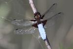 Libellule déprimée (La) Libellula depressa Linnaeus, 1758