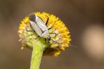 Miride variable, Punaise décorée Calocoris nemoralis (Fabricius, 1787)