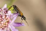  Oedemera simplex (Linnaeus, 1767)