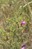Liseron fausse mauve, Liseron fausse Guimauve Convolvulus althaeoides L., 1753