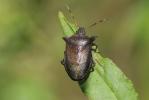 Asopine Picromerus nigridens (Fabricius, 1803)