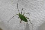  Adelphocoris lineolatus (Goeze, 1778)