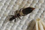  Thysanoptera Haliday, 1836