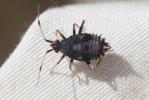  Capsus ater (Linnaeus, 1758)