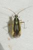  Stenotus binotatus (Fabricius, 1794)