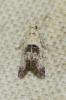  Cochylis posterana Zeller, 1847