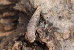Clausilie ridée Clausilia rugosa (Draparnaud, 1801)