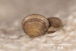  Pisidium C. Pfeiffer, 1821