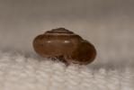 Veloutée commune Trochulus hispidus (Linnaeus, 1758)